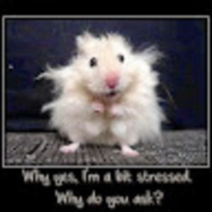 Meet your Posher, Ann